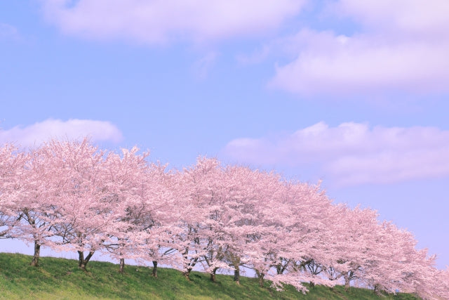 色とりどりの休日:日本の祝日が教えてくれること
