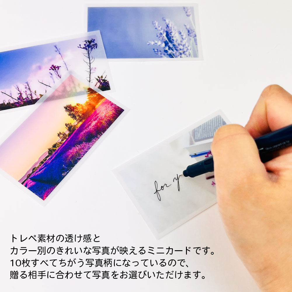 【公式】全部ちがう柄 トレペフォトミニカード